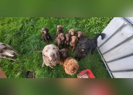 Welpen Labradoodle F1 Braun Groß Könispudel x Labrador