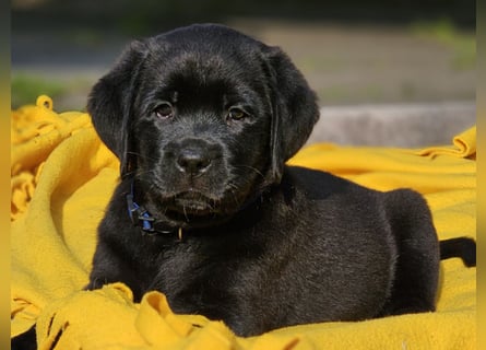 Edle Labrador Welpen mit Ahnentafel, Nachkommen von Champions