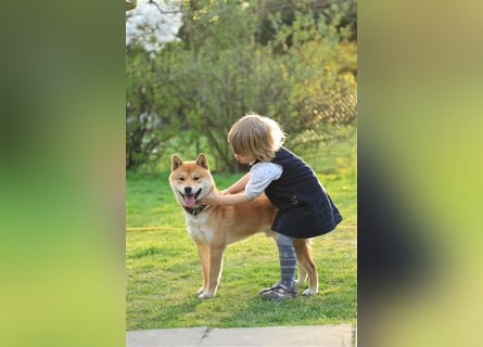 Wurfankündigung - Oktober 24 - Reinrassige Shiba - Inu Welpen! Langjährige Shiba-Liebe!