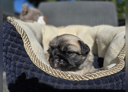 Mops Welpen  ( Altdeutsche )