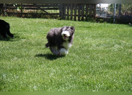 Bearded Collie , 1 Mädchen ist bereit für die Welt!