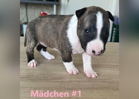 Miniature Bullterrier