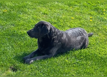 Labrador Welpen in foxred und schwarz aus liebevoller Hobbyzucht