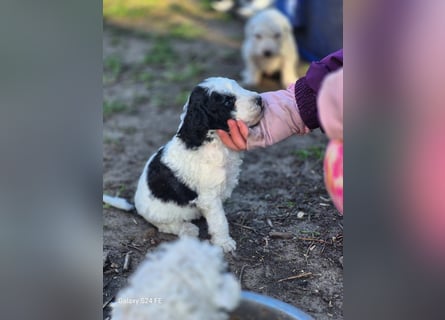 Spanische Wasserhund Welpen reinrassig