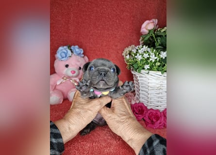Französische Bulldogge Welpen in Leuna