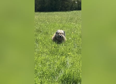 Briard Mischling abzugeben