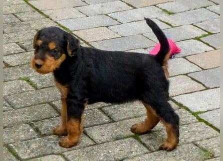 Airedale Terrier Welpen für aktive Hundefreunde