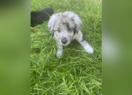 Süße Border Collie -Mudi mix Welpen