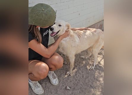 Casey: Sehnsucht nach Streichelhänden