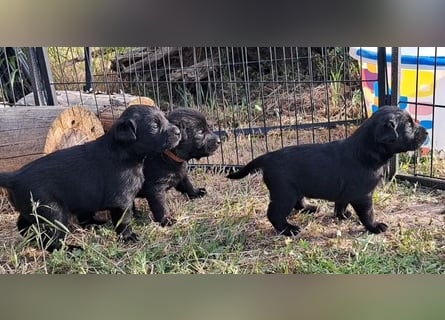 Labrador-Mix Welpen