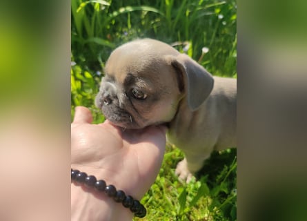 Reinsrassige französische Bulldogge Babys
