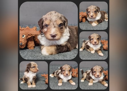 Aussiedoodle Traum ! Bezaubernde Welpen in tollen Farben aus erfahrener+überprüfter Familienaufzucht