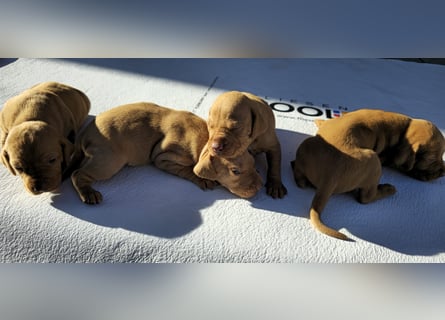 Magyar Vizsla Welpe