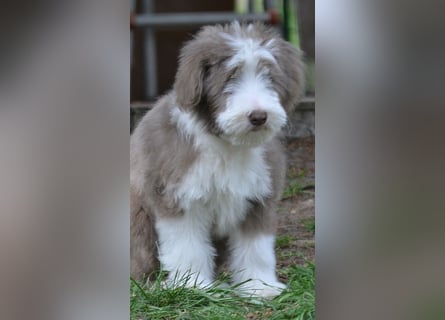 · BEARDED COLLlE WELPEN  · Ein faible für das Besondere!