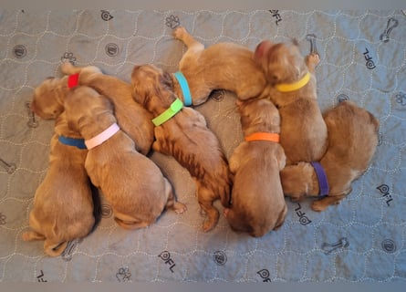Dark Golden Welpen ab Juni