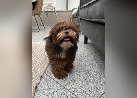 Shih Tzu - Pudelmischlingswelpen abzugeben