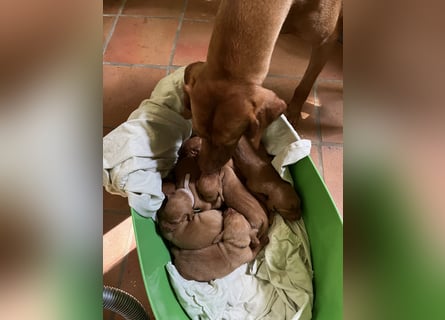 Liebevolle Magyar Vizsla Welpen ab Mitte Juni abzugeben