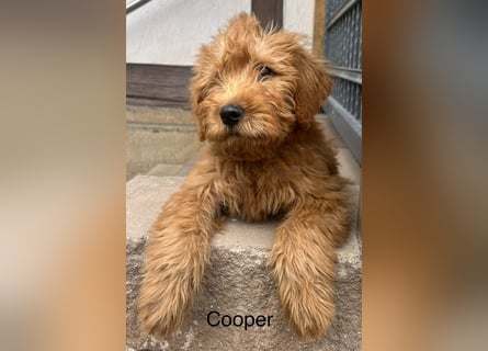 Labradoodle F1 apricot