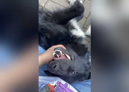 Lieb, Intelligent mit Charakter, Shollie Rude Kastriert
