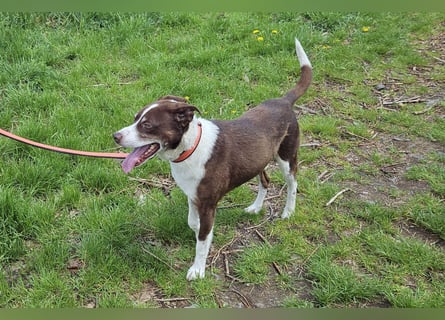 Cayo, 5 Jahre, sucht kompetentes Zuhause