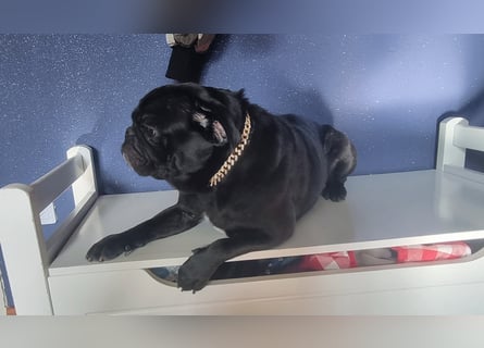 Deckrüde!!! Balloo sucht Ihre Hündin. Deckrüde!!!