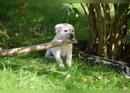 Shar-Pei x Labrador Mix Welpe Frenchy stellt sich vor......