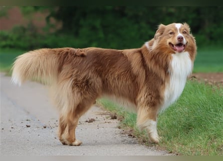 Australian Shepherd Deckrüde mit ASCA Papieren