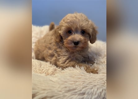 Sehr schöne und gesunde Maltipoo Welpen