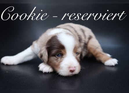 Mini Aussies-Mini Australian Shepherd Welpen