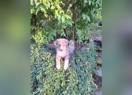 2 bunte Border-Mini-Shepherd Mischlinge an Hundeerfahrene Menschen abzugeben