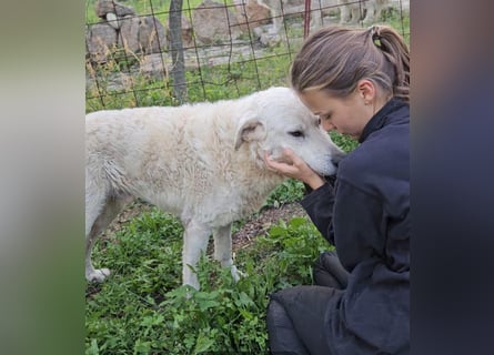 Francesco - Wo sind die Freunde von großen, gemütlichen Hunden