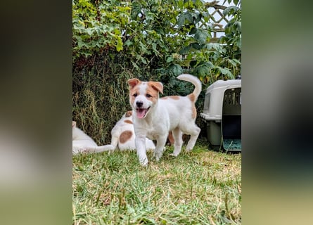 Canaan Dog-Welpe (Kanaan-Hund)