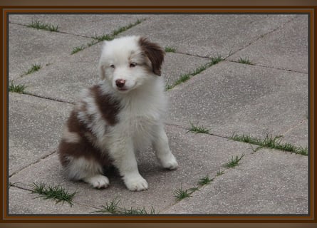 Australian Shepherd - Traumwelpen -KEINE Arbeitslinie-aus langjähriger Familienaufzucht.