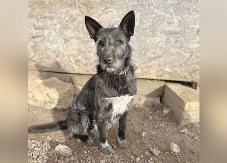❤️ außergewöhnliche Schönheit KORMA - 9,5 Jahre, 46cm/20kg - SchnauzerMix