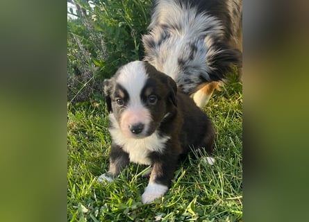 Miniature Australian Shepherd Welpen m. Papieren