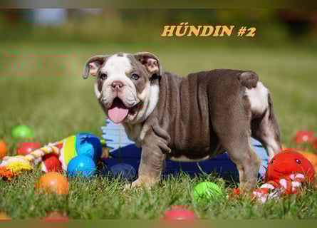 Reinrassige Freiatmende Englische Bulldogge Welpen auf Familiensuche