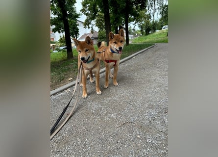 Hervorragender Shiba-Inu-Wurf mit hervorragendem Ausstellungspotenzial