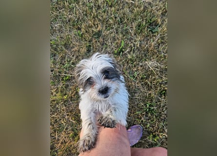 Shih Tzu Mix Welpen vom 18.03.25
