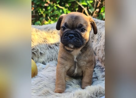 Allerliebste FROPS Kinder (Französische Bulldogge und Mops)