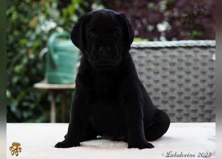 Labrador Welpen in schwarz- die Buben