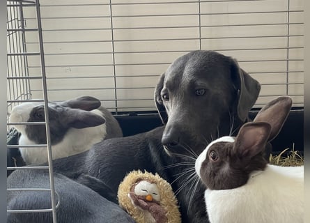 Labrador Welpen Arbeitslinie Silber Weiß Rüde Hündin Düsseldorf