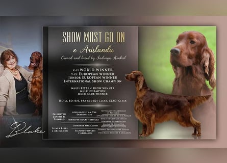 Valentinstags Irish Setter Welpen mit FCI- und VDH-Papieren