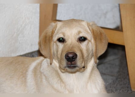 Liebevoller und kerngesunder Labrador Jungrüde in gelb sucht...