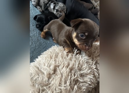 Chihuahua mix Welpen