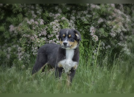 Bezaubernde Australian Shepherd Welpen
