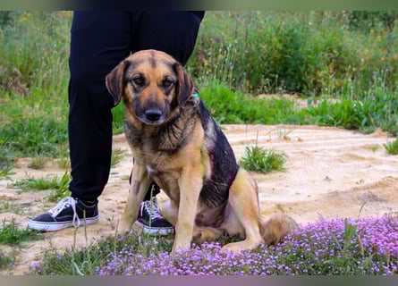 Zita, Schäferhund-Mix, lieb und verträglich  auch mit  Katzen