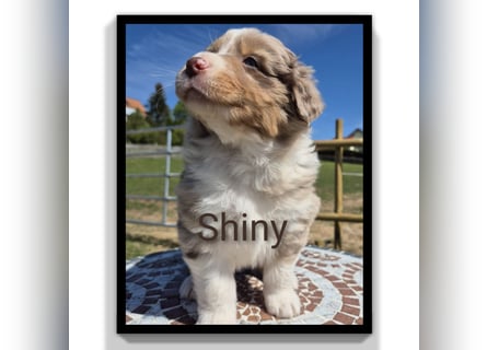 ❤️Wunderschöne ASCA Australian Shepherd Welpen ❤️