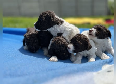 Lagotto Romagnolo, Welpen von ausgezeichneter Qualität