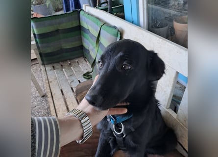 Sanfter Schäferhund-Border-Collie-Mischling "Motte"  (w); sechs Monate