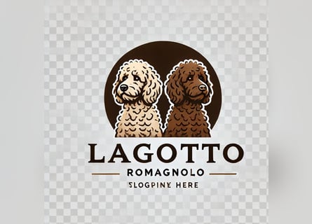 4 süße weibliche reinrassige Lagotto Romagnolo Welpen suchen ein liebevolles Zuhause